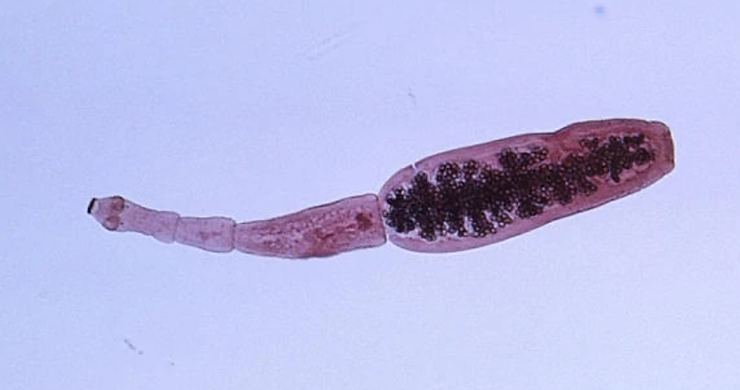 tasiemiec bąblowy bąblownica - diagnoza biorezonansem 