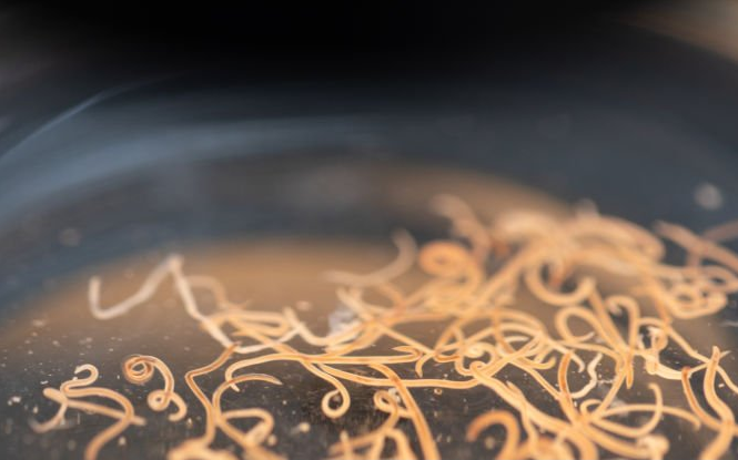 pasożyty ludzkie biorezonans futuramedica