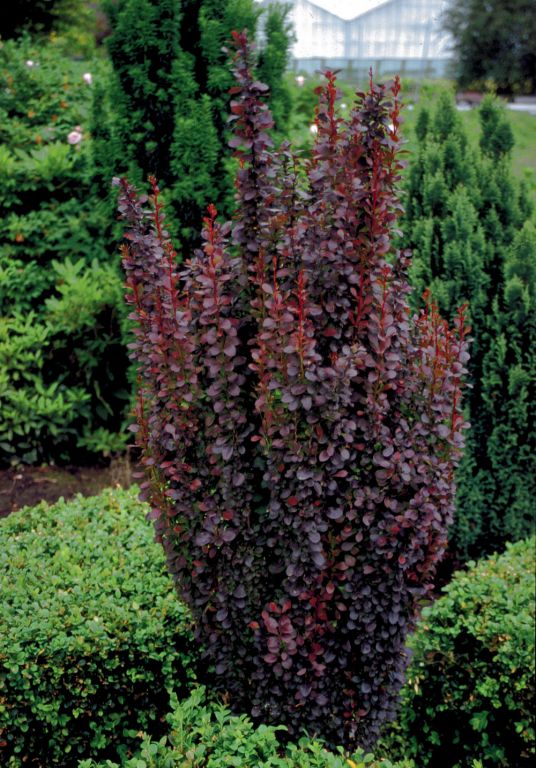 Berberys Thunberga HELMOND PILLAR zgarden.pl